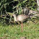 Cariama huppé
