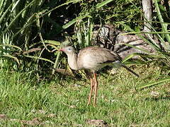 Red-legged Seriema