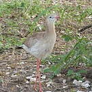 Cariama huppé