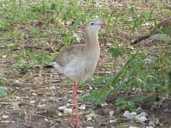 Red-legged Seriema