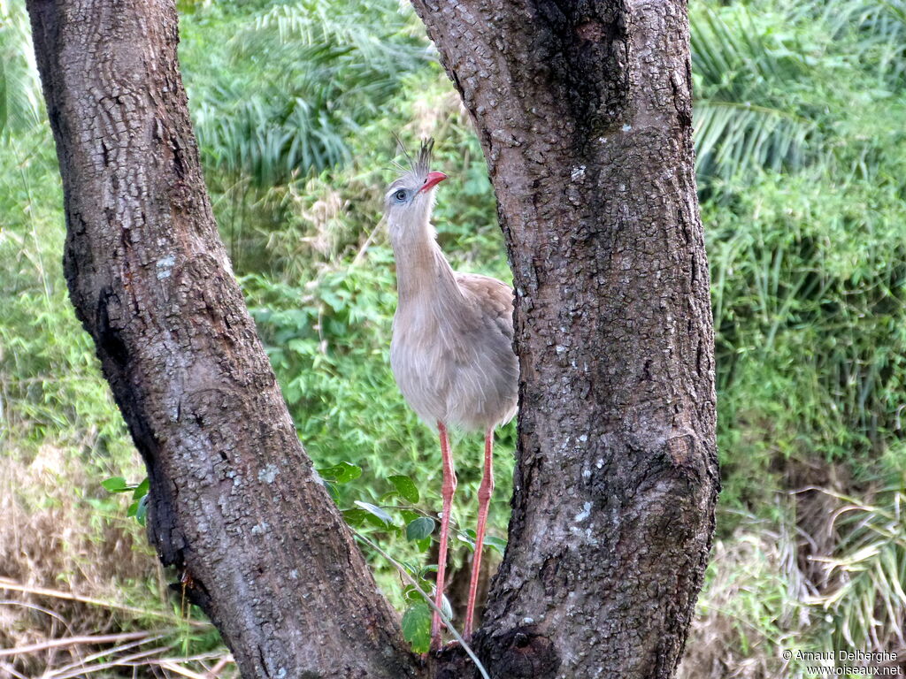 Cariama huppé