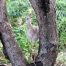Cariama huppé