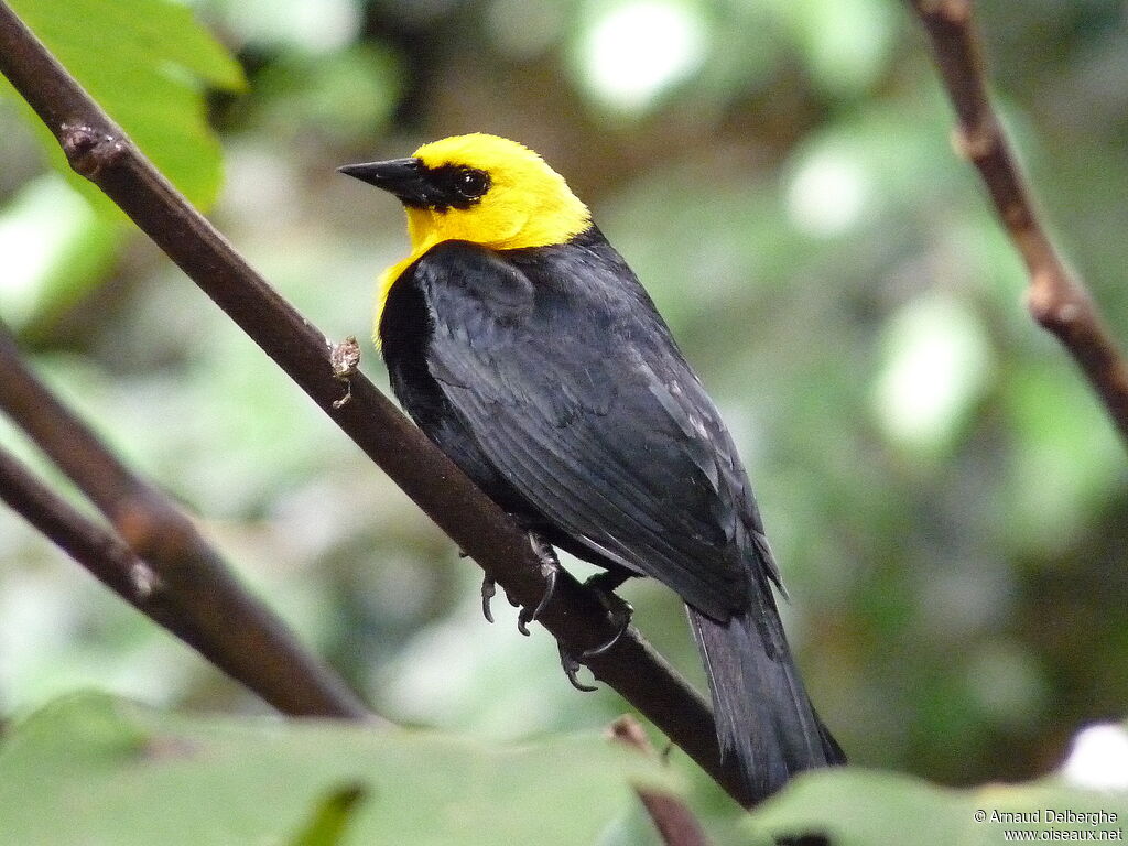 Yellow-hooded Blackbird