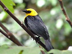 Yellow-hooded Blackbird