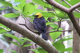 Yellow-hooded Blackbird