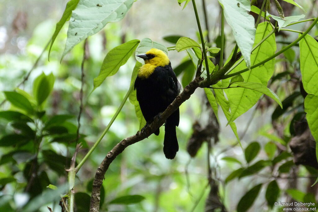 Yellow-hooded Blackbird