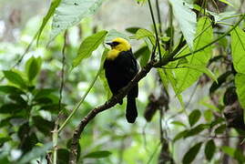 Yellow-hooded Blackbird