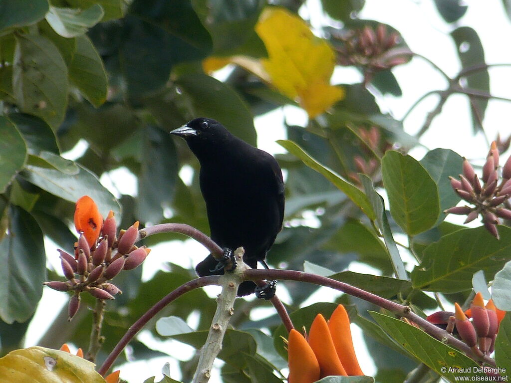 Red-winged Blackbird