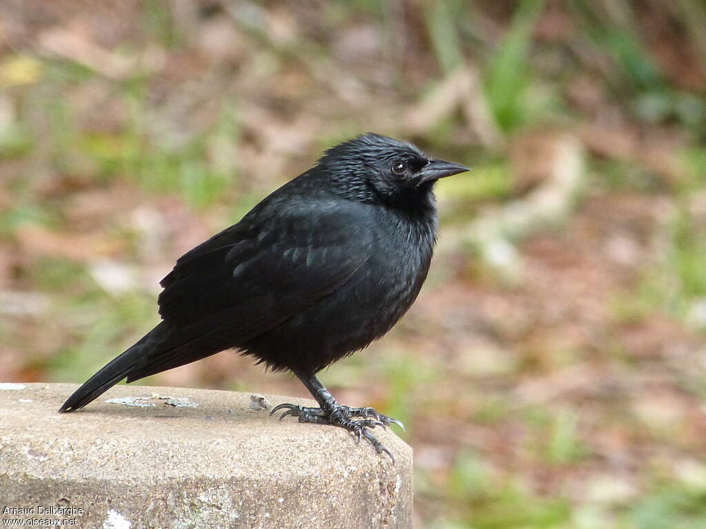 Carouge chopi adulte, identification