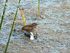 Yellow-winged Blackbird