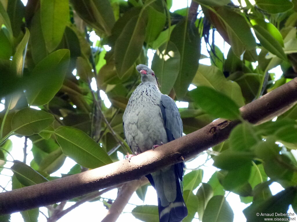 Topknot Pigeon