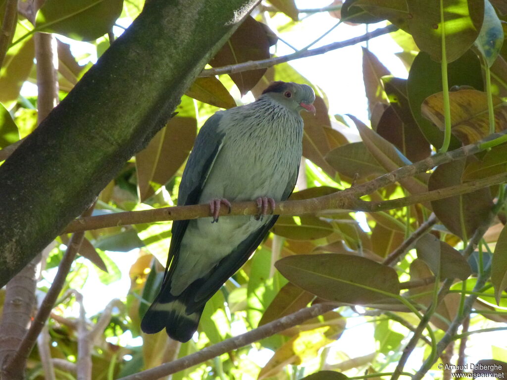 Topknot Pigeon