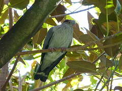 Topknot Pigeon