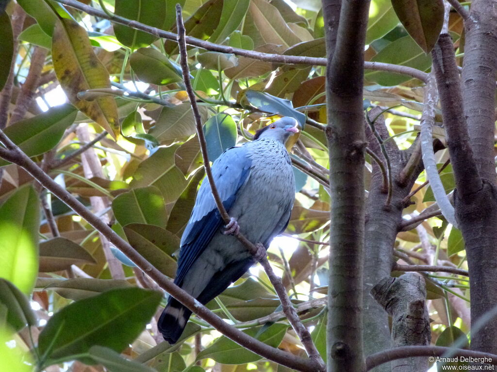 Topknot Pigeon