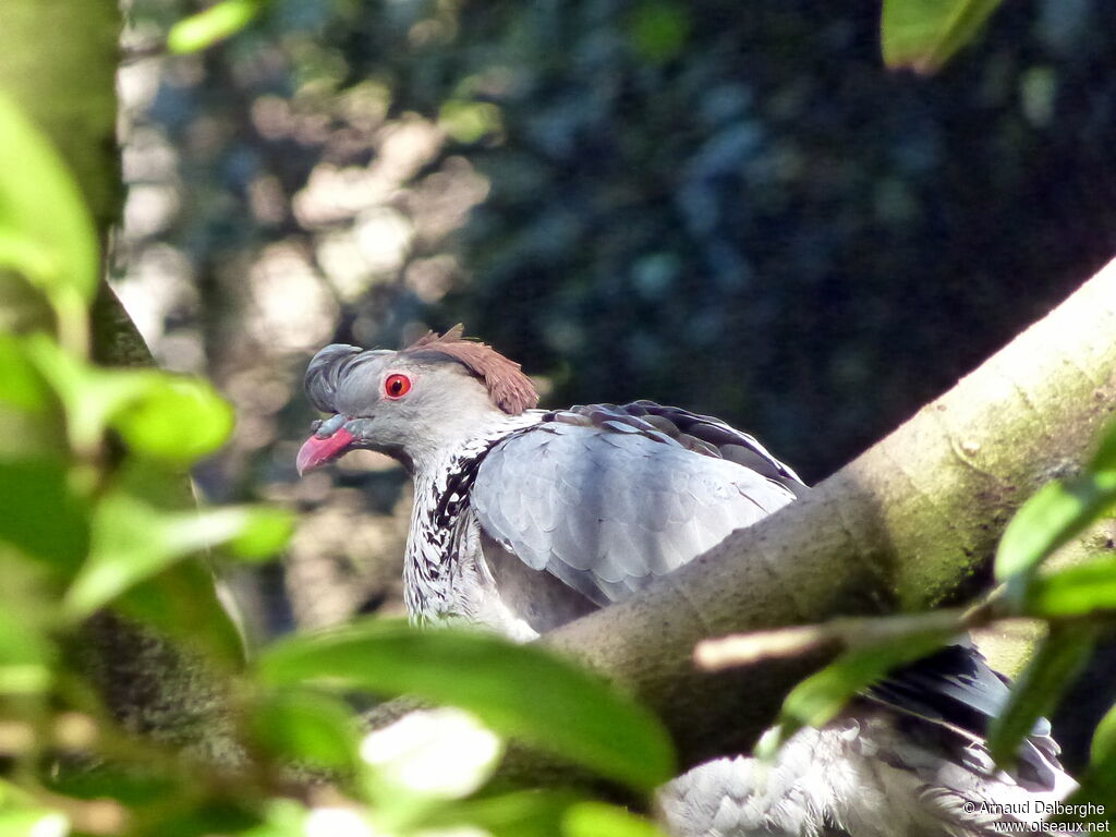 Topknot Pigeon