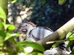 Topknot Pigeon