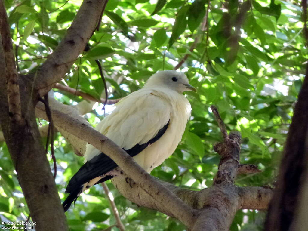 Torresian Imperial Pigeon