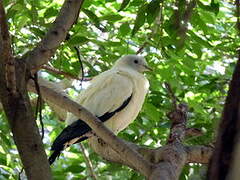 Torresian Imperial Pigeon