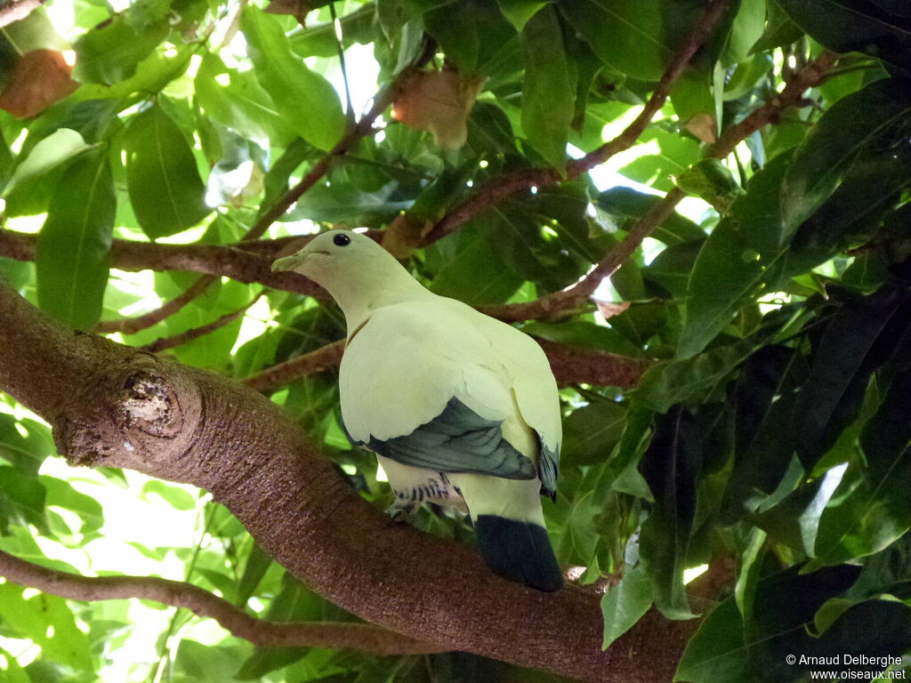 Torresian Imperial Pigeon