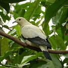 Carpophage blanc
