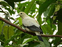 Pied Imperial Pigeon