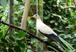 Pied Imperial Pigeon