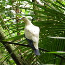 Carpophage blanc