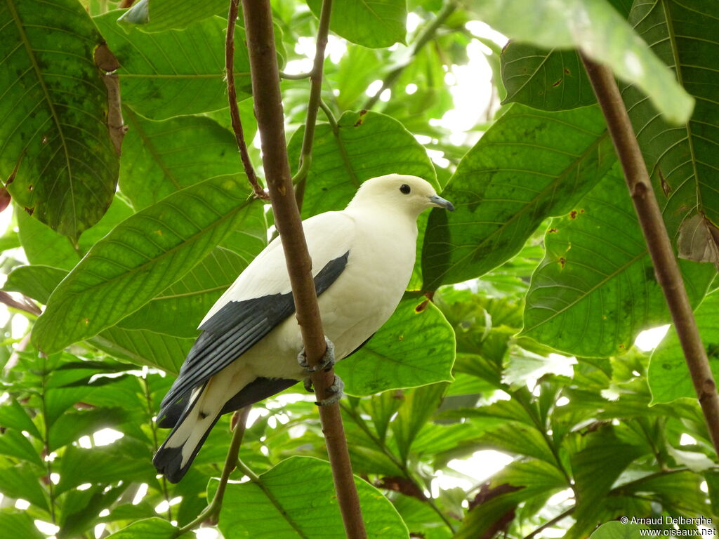 Carpophage blanc