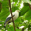 Carpophage blanc