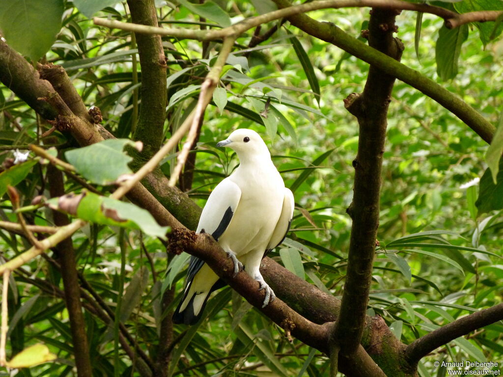 Pied Imperial Pigeon