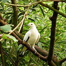 Carpophage blanc
