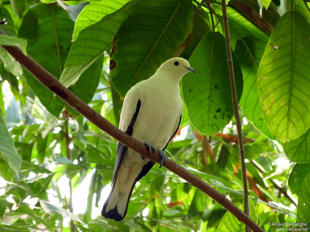 Pied Imperial Pigeon