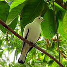 Carpophage blanc