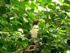 Papuan Mountain Pigeon