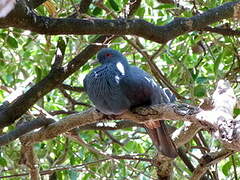 Goliath Imperial Pigeon