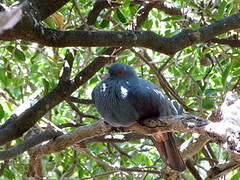 Goliath Imperial Pigeon