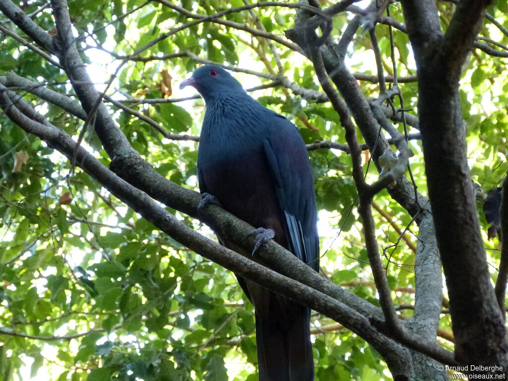 Goliath Imperial Pigeon