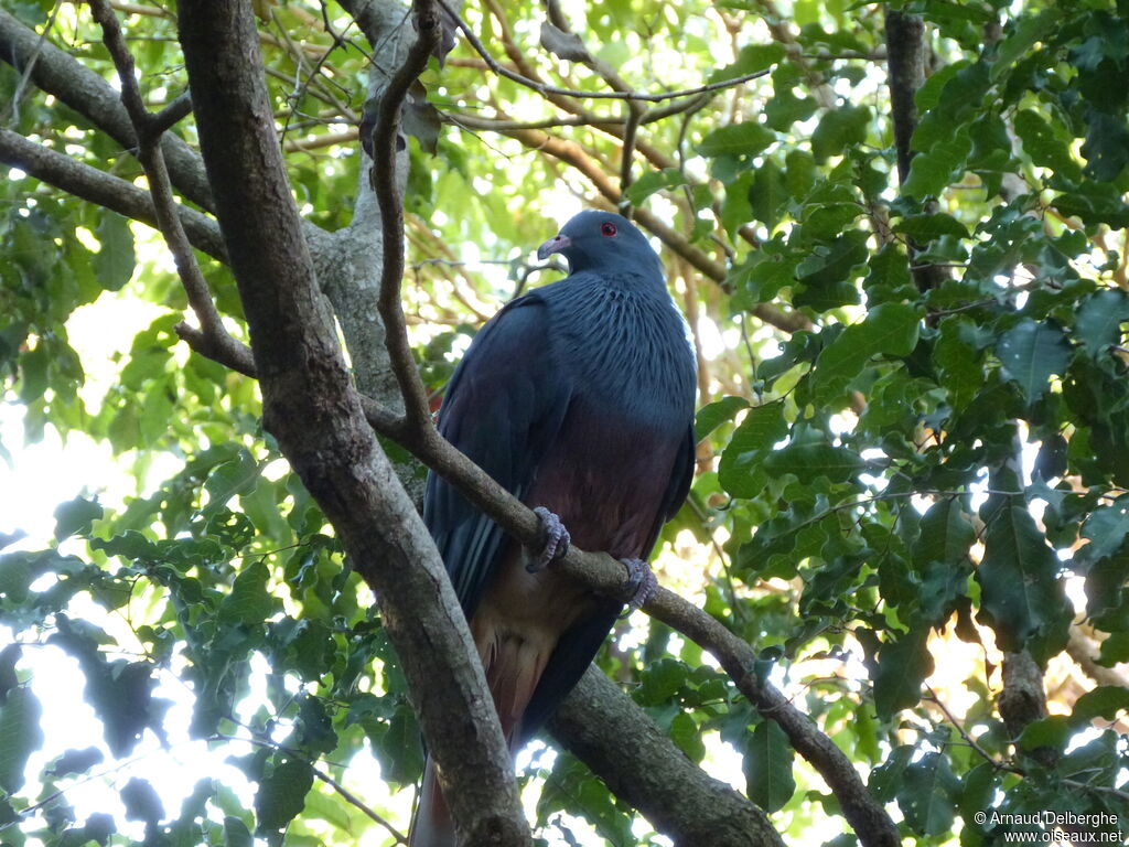 Goliath Imperial Pigeon