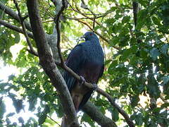 Goliath Imperial Pigeon