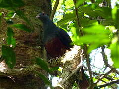 Goliath Imperial Pigeon