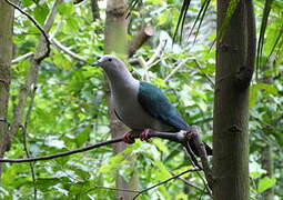 Green Imperial Pigeon