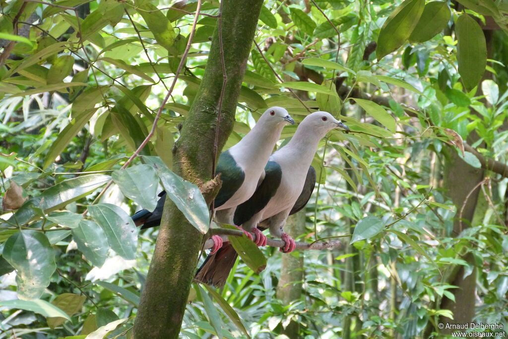 Green Imperial Pigeonadult, habitat