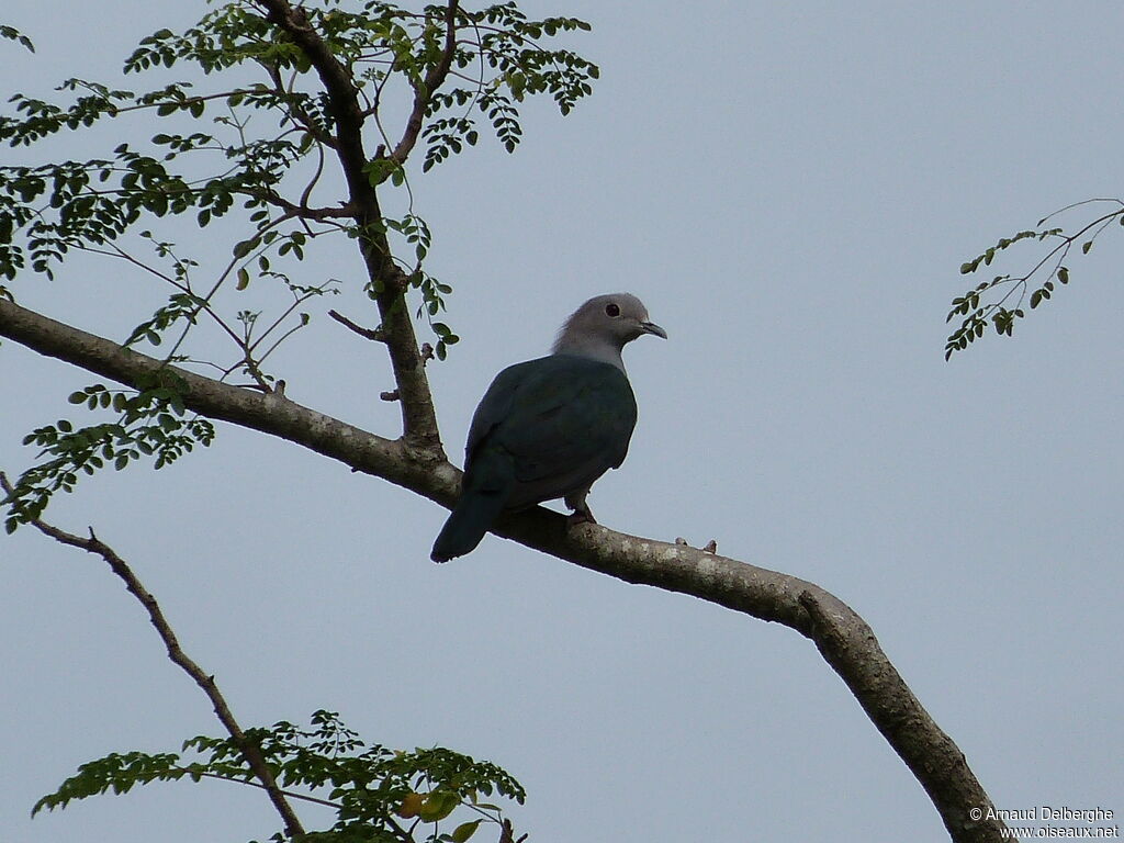 Green Imperial Pigeon