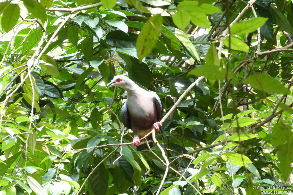 Pinon's Imperial Pigeon