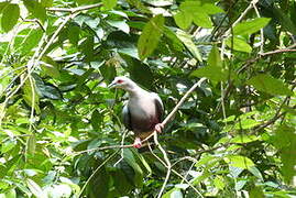 Pinon's Imperial Pigeon