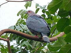 Pinon's Imperial Pigeon