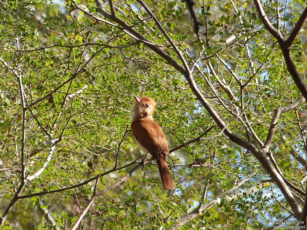 Rufous Casiornis