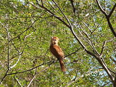 Rufous Casiornis