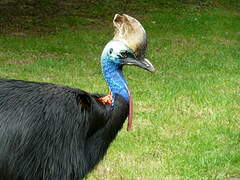 Southern Cassowary