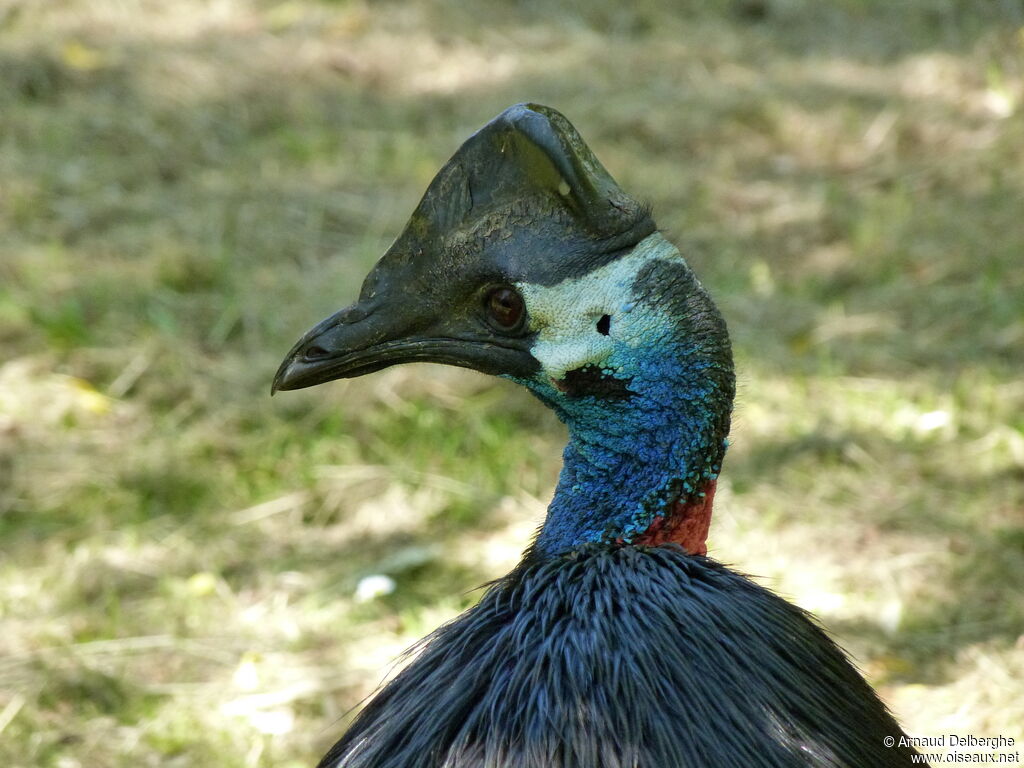 Dwarf Cassowary